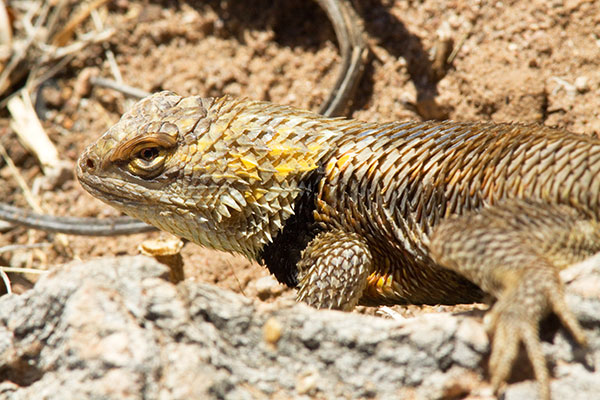 Desert Spiny Lizard Sceloporus magister  