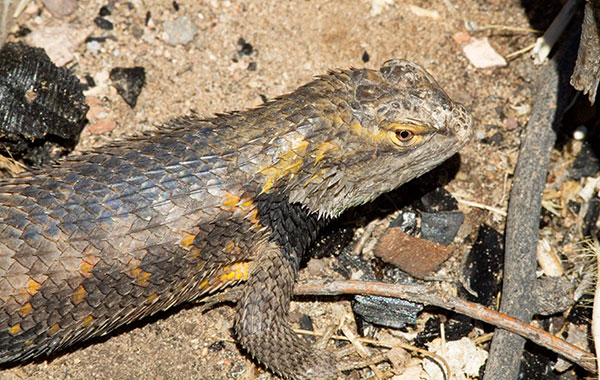 Desert Spiny Lizard Sceloporus magister  