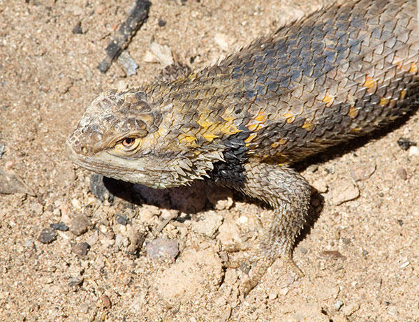 Desert Spiny Lizard Sceloporus magister  