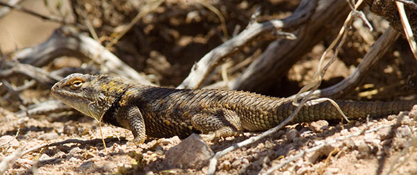 Desert Spiny Lizard Sceloporus magister  