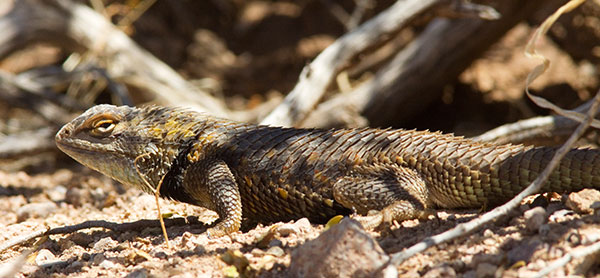 Desert Spiny Lizard Sceloporus magister  