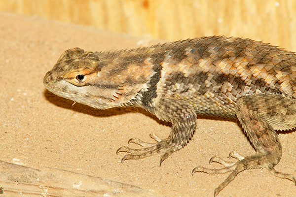Desert Spiny Lizard Sceloporus magister  