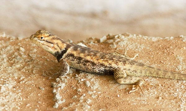 Desert Spiny Lizard Sceloporus magister  