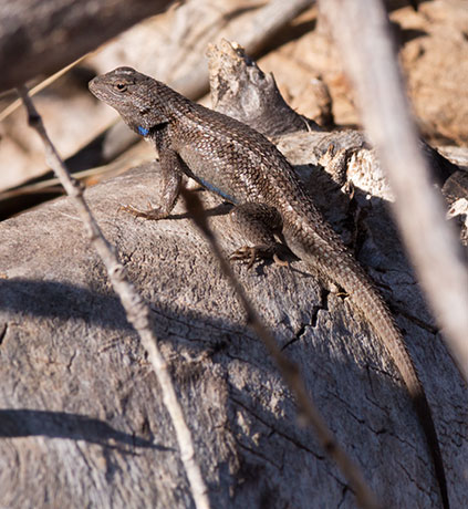 Desert Spiny Lizard Sceloporus magister  