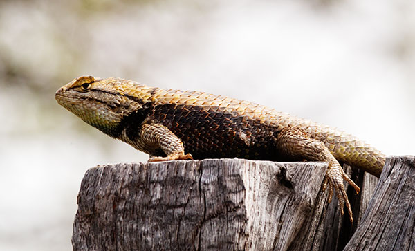 Desert Spiny Lizard Sceloporus magister  