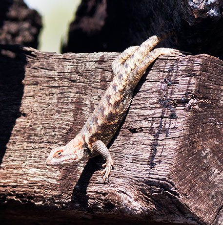 Desert Spiny Lizard Sceloporus magister  