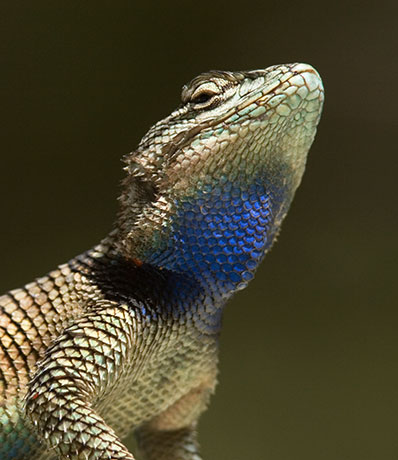 Yarrow's Spiny Lizard Mountain Spiny Lizard Sceloporus jarrovii