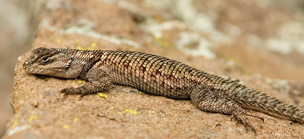 Yarrow's Spiny Lizard Mountain Spiny Lizard Sceloporus jarrovii