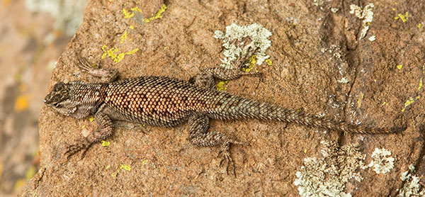 Yarrow's Spiny Lizard Mountain Spiny Lizard Sceloporus jarrovii