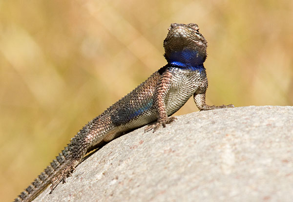 Yarrow's Spiny Lizard Mountain Spiny Lizard Sceloporus jarrovii
