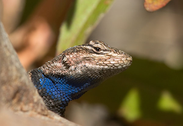 Yarrow's Spiny Lizard Mountain Spiny Lizard Sceloporus jarrovii