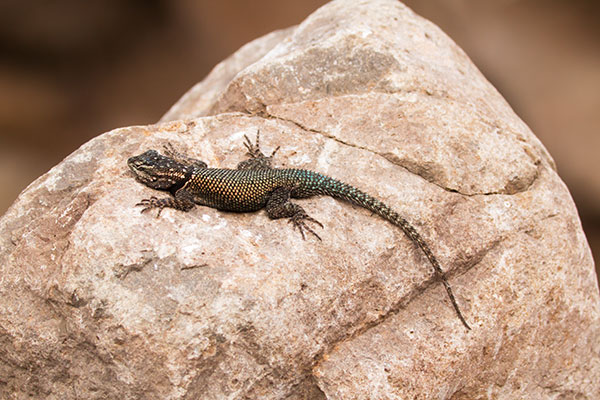 Yarrow's Spiny Lizard Mountain Spiny Lizard Sceloporus jarrovii