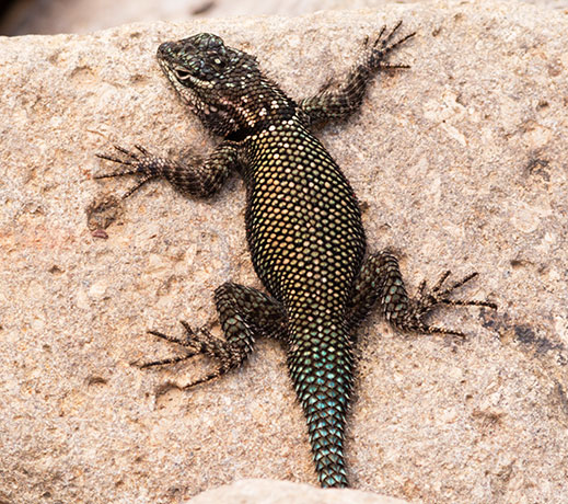 Yarrow's Spiny Lizard Mountain Spiny Lizard Sceloporus jarrovii