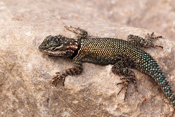 Yarrow's Spiny Lizard Mountain Spiny Lizard Sceloporus jarrovii