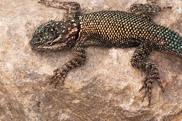 Yarrow's Spiny Lizard Mountain Spiny Lizard Sceloporus jarrovii