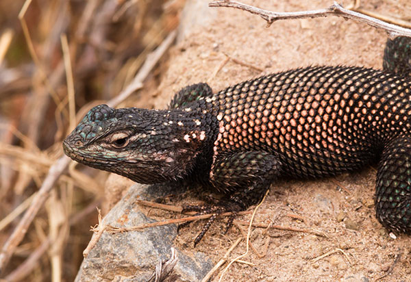 Yarrow's Spiny Lizard Mountain Spiny Lizard Sceloporus jarrovii