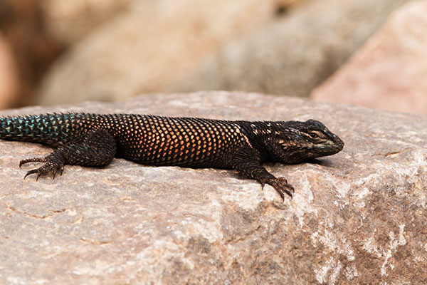 Yarrow's Spiny Lizard Mountain Spiny Lizard Sceloporus jarrovii