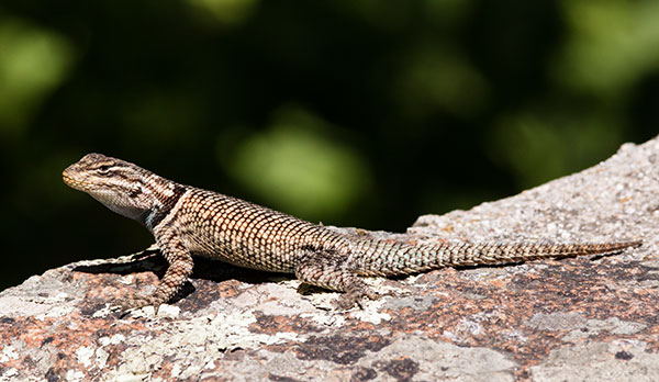 Yarrow's Spiny Lizard Mountain Spiny Lizard Sceloporus jarrovii