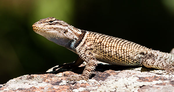 Yarrow's Spiny Lizard Mountain Spiny Lizard Sceloporus jarrovii