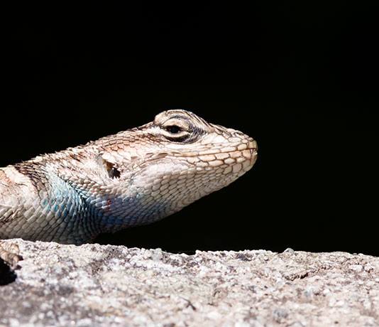 Yarrow's Spiny Lizard Mountain Spiny Lizard Sceloporus jarrovii