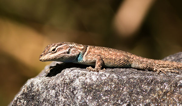 Yarrow's Spiny Lizard Mountain Spiny Lizard Sceloporus jarrovii
