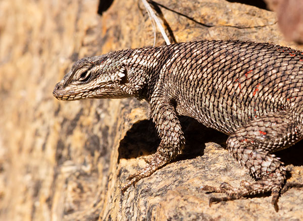 Yarrow's Spiny Lizard Mountain Spiny Lizard Sceloporus jarrovii