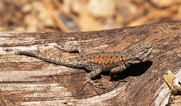 Yarrow's Spiny Lizard Mountain Spiny Lizard Sceloporus jarrovii