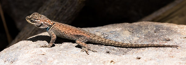 Yarrow's Spiny Lizard Mountain Spiny Lizard Sceloporus jarrovii