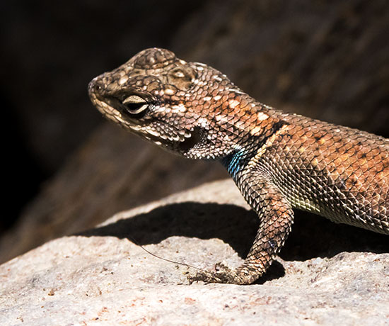 Yarrow's Spiny Lizard Mountain Spiny Lizard Sceloporus jarrovii