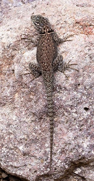 Yarrow's Spiny Lizard Mountain Spiny Lizard Sceloporus jarrovii