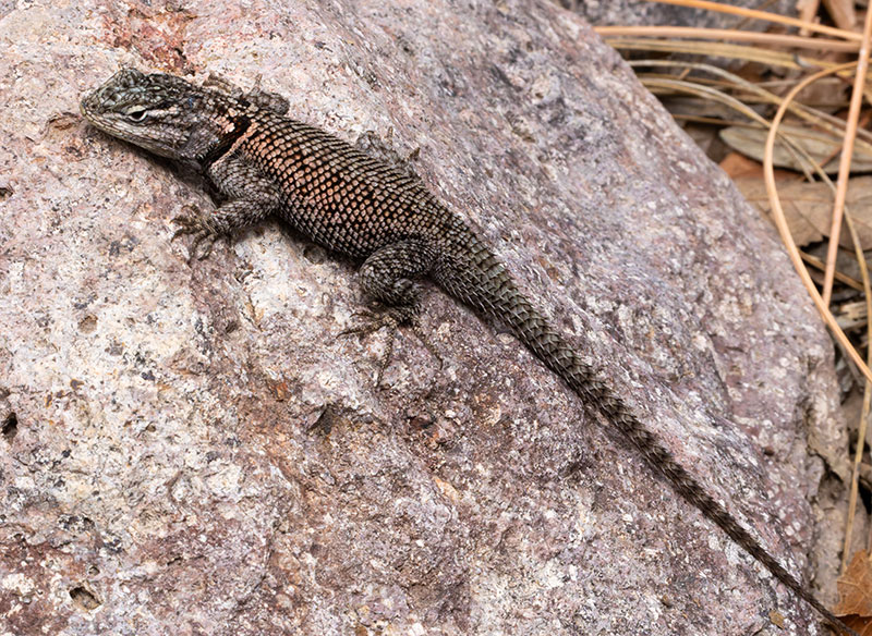 Yarrow's Spiny Lizard Mountain Spiny Lizard Sceloporus jarrovii