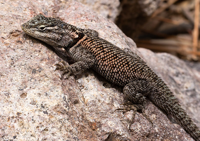 Yarrow's Spiny Lizard Mountain Spiny Lizard Sceloporus jarrovii