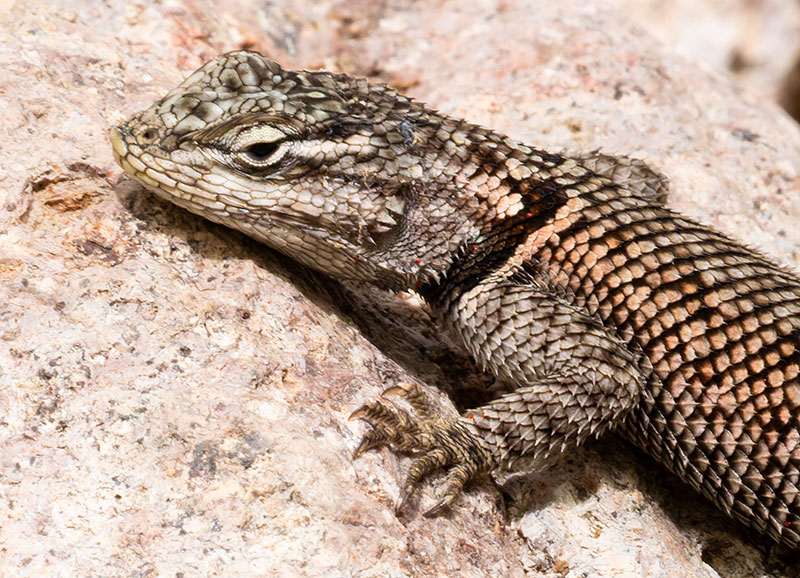 Yarrow's Spiny Lizard Mountain Spiny Lizard Sceloporus jarrovii