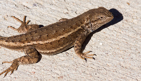 Plateau Fence Lizard Sceloporus tristichus  or Southwestern Fence Lizard Sceloporus cowlesi