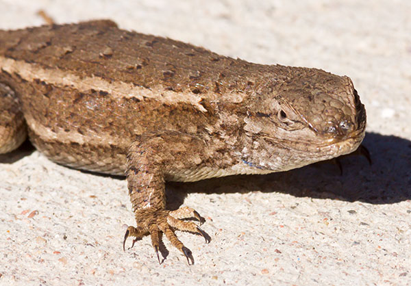 Plateau Fence Lizard Sceloporus tristichus  or Southwestern Fence Lizard Sceloporus cowlesi