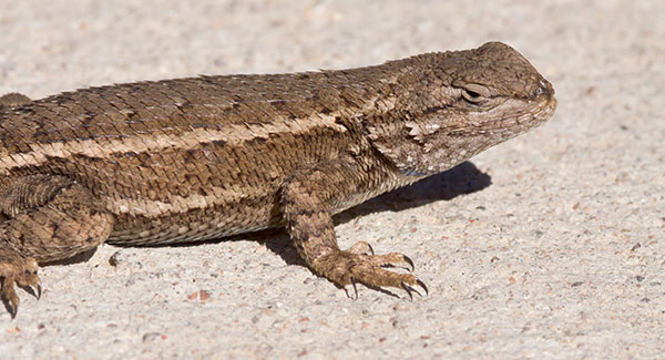 plateau-fence-lizard-sceloporus-tristichus-or-southwestern-fence-lizard