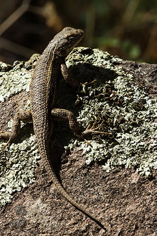 Plateau Fence Lizard Sceloporus tristichus  or Southwestern Fence Lizard Sceloporus cowlesi