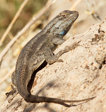 Southwestern Fence Lizard Sceloporus cowlesi 