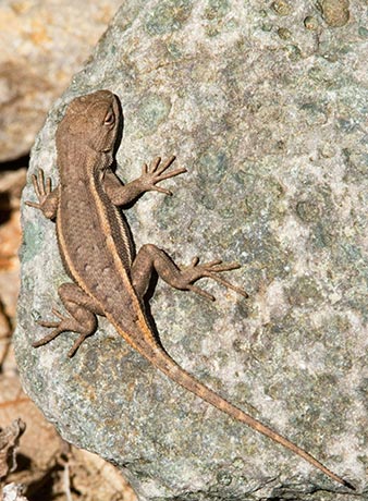 Striped Plateau Lizard Sceloporus Virgatus  