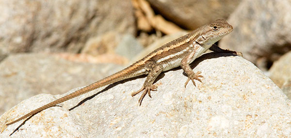 Striped Plateau Lizard Sceloporus Virgatus  