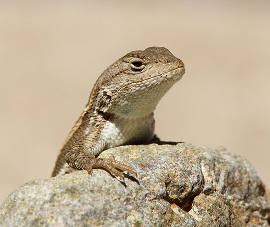 Striped Plateau Lizard Sceloporus Virgatus  