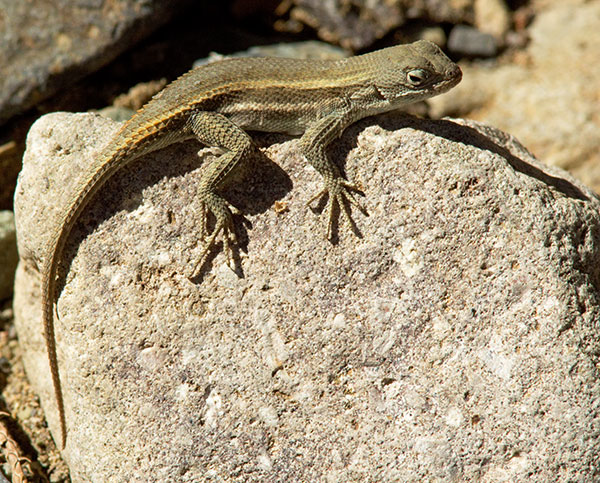 Striped Plateau Lizard Sceloporus Virgatus  