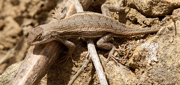 Striped Plateau Lizard Sceloporus Virgatus