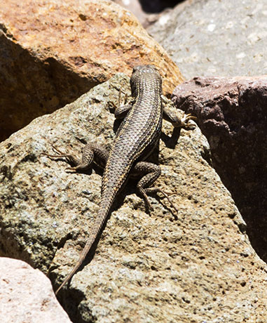 Striped Plateau Lizard Sceloporus Virgatus  