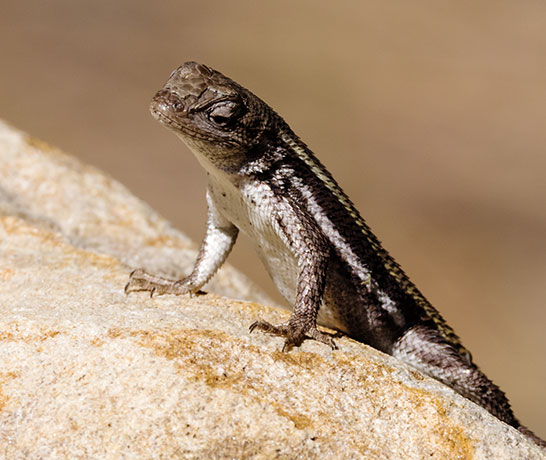 Striped Plateau Lizard Sceloporus Virgatus