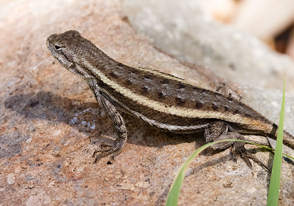 Striped Plateau Lizard Sceloporus Virgatus