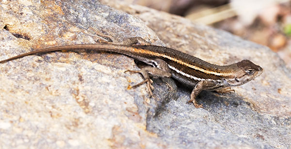 Striped Plateau Lizard Sceloporus Virgatus