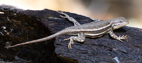 Striped Plateau Lizard Sceloporus Virgatus