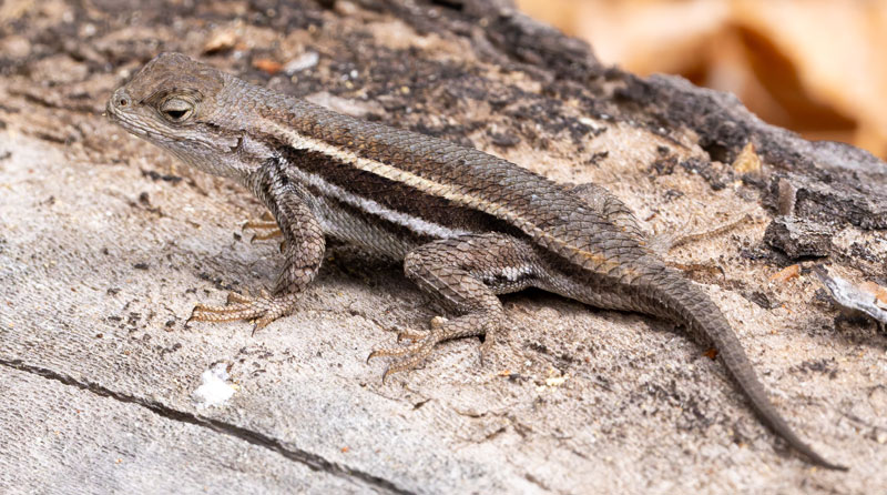 Striped Plateau Lizard Sceloporus Virgatus