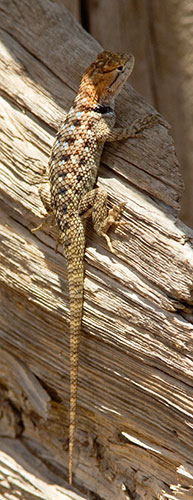 Twin-spotted Spiny Lizard Sceloporus bimaculosus  